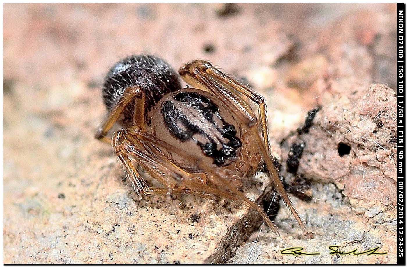 Scytodes velutina - Alghero (SS)